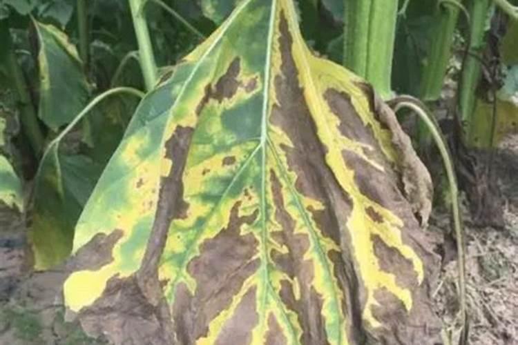 什么时候种棉花最合适