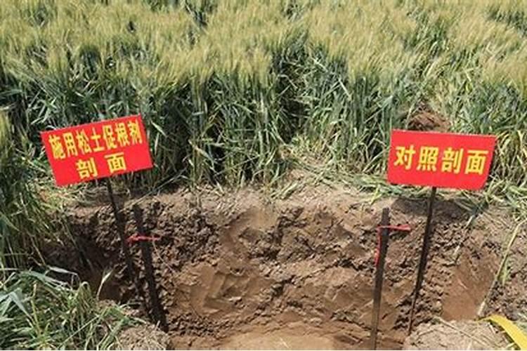 葡萄树刚施了肖酸铵钙肥,可以浇水吗？