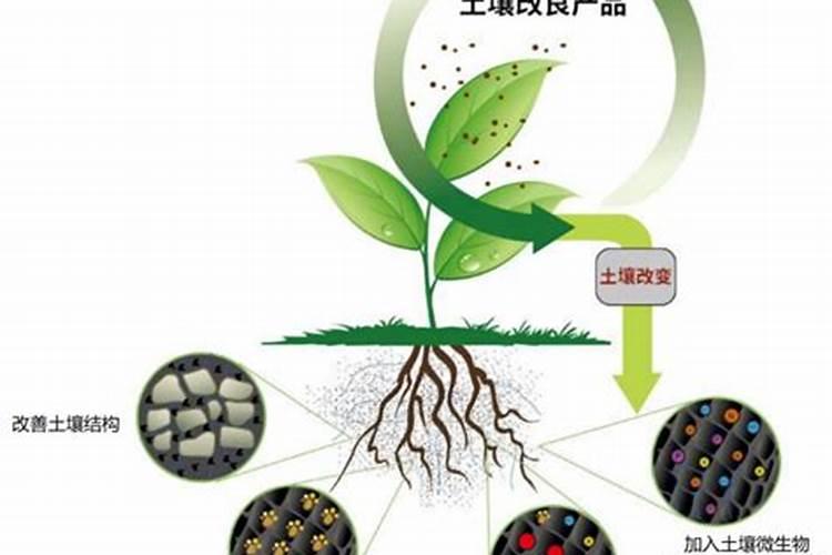 娃娃菜施钙肥好吗？