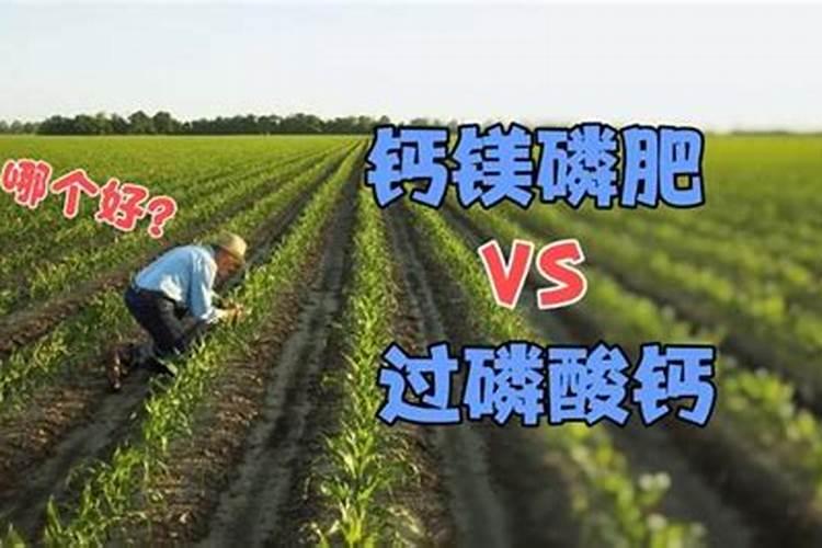 西红柿打叶子怎么打