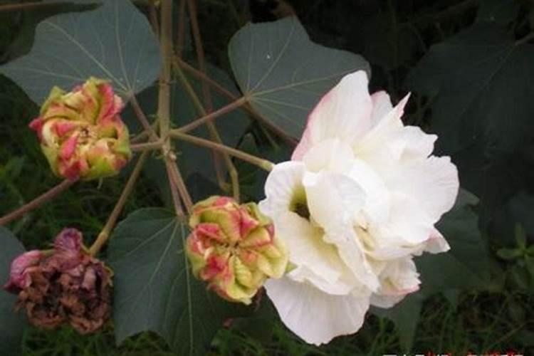 水溶肥坑太深,这些水溶肥别再买了···