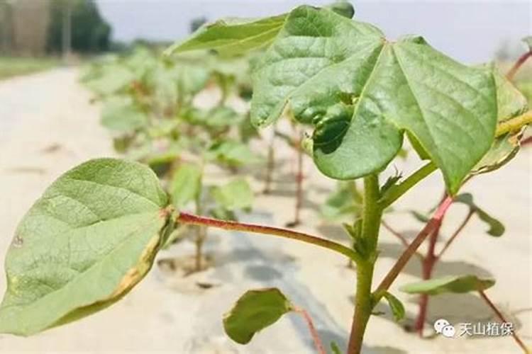 涝压米苗有办法？或用什么肥？