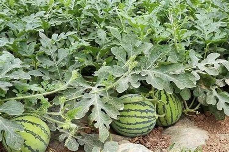 大南瓜的种植方法,5个步骤种出的南瓜又大又甜