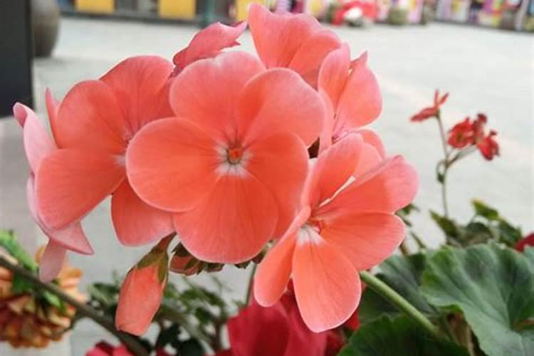 长寿花浇什么肥料合适