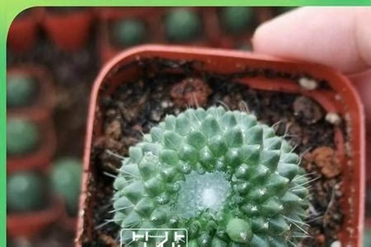 芸苔素内脂在玉米开花抽丝期可不可以用？