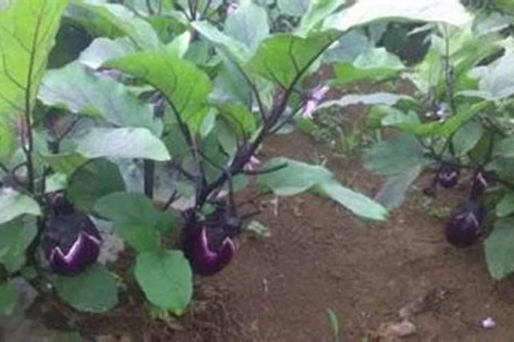 饼肥施后多久浇水