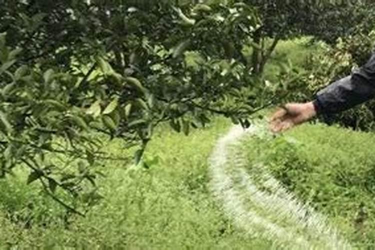 柑橘全年打药时间表