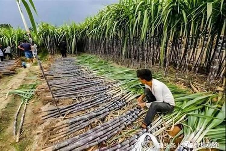 正在种植的甘蔗施什么肥料比较好？