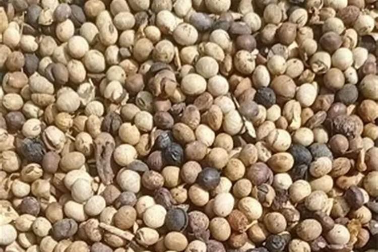 大豆叶面肥哪个牌子好