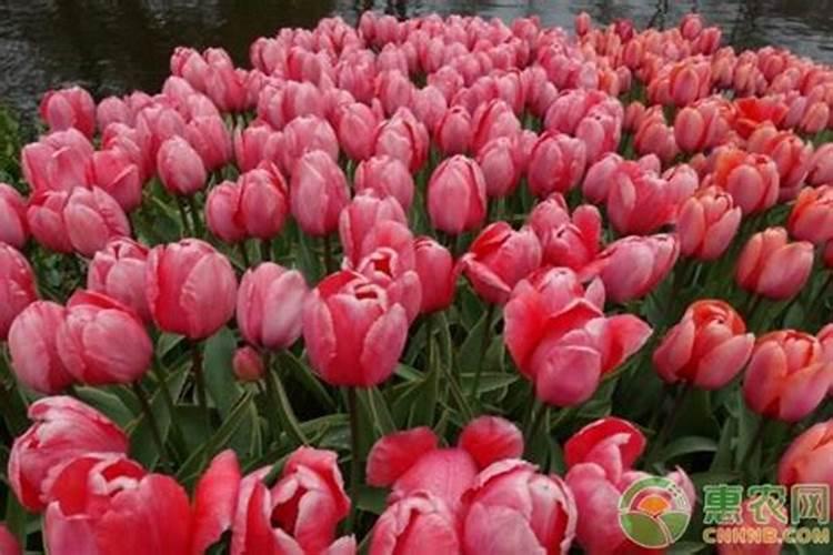 硫酸铜在鱼塘里有什么作用