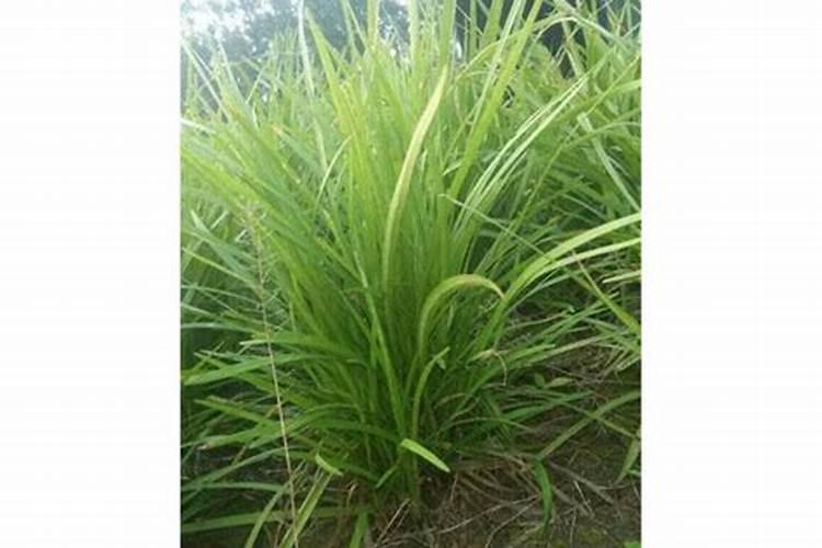 百香果多久施一次肥 施什么肥好