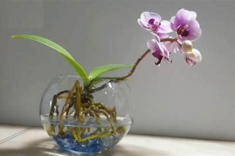 月季花不长花苞是怎么回事(月季徒长不长花苞什么原因)