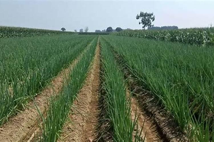 自己种的葱拿什么施肥