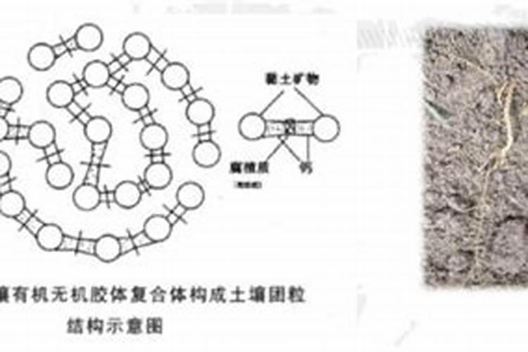磷钙相克的反应