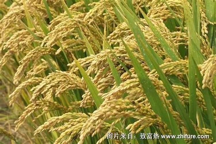 ...增施钾肥在什么时间较好稻灌浆期用什么叶面肥可增产