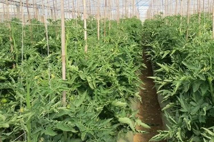 植物移栽用矿源黄腐酸钾与复硝酚钠那个能促进生根？