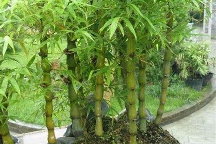 玉米缺硼被很多农户忽略,玉米缺硼是怎么样的？