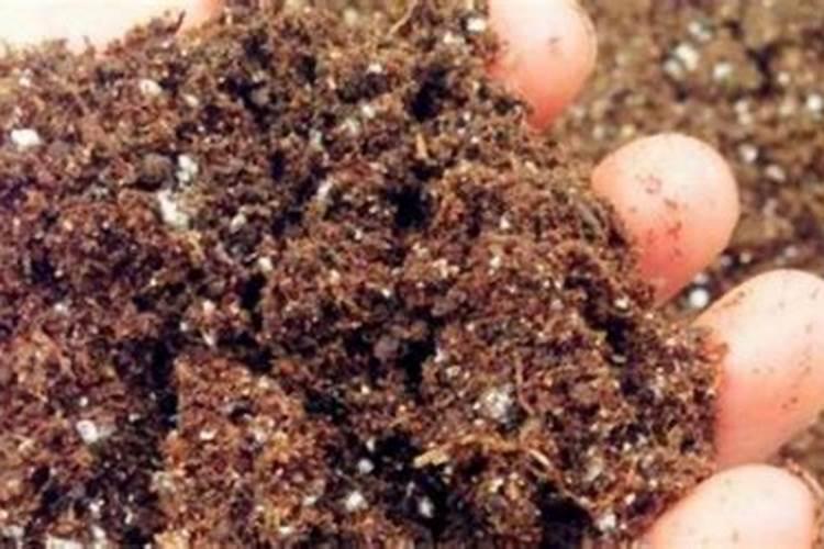 营养土多久后需要施肥