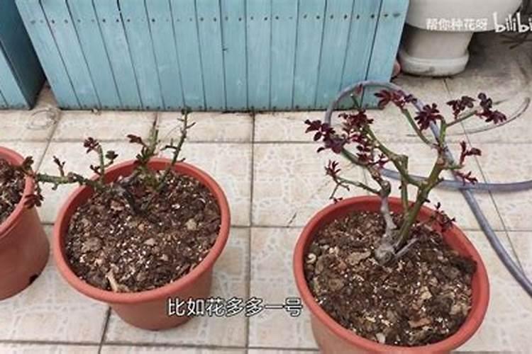 月季花浇水间隔多少时间浇一次