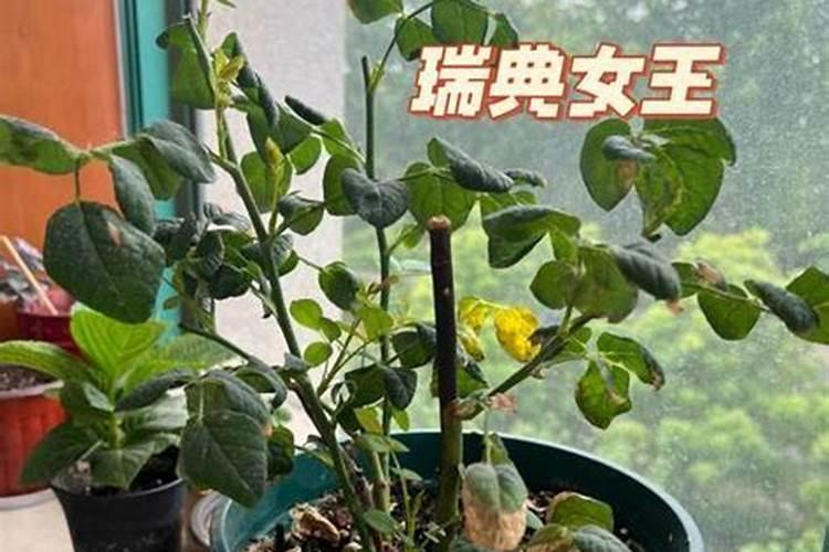 月季用什么肥料效果好