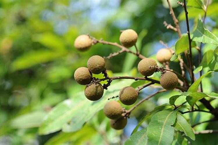 谷子叶面肥啥时候喷好 用什么叶面肥增产