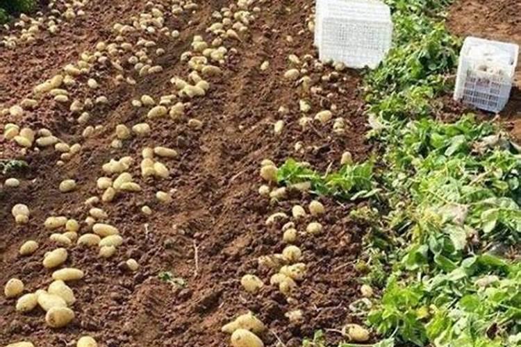 无土栽培蔬菜营养液那个牌子好