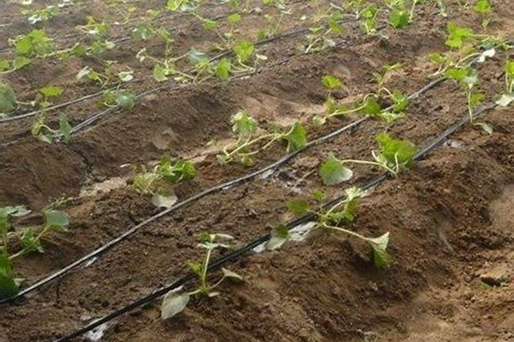 大棚西瓜适合那款中微量元素水溶肥