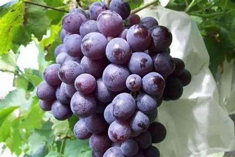 种瓜用什么肥料好又甜又大。