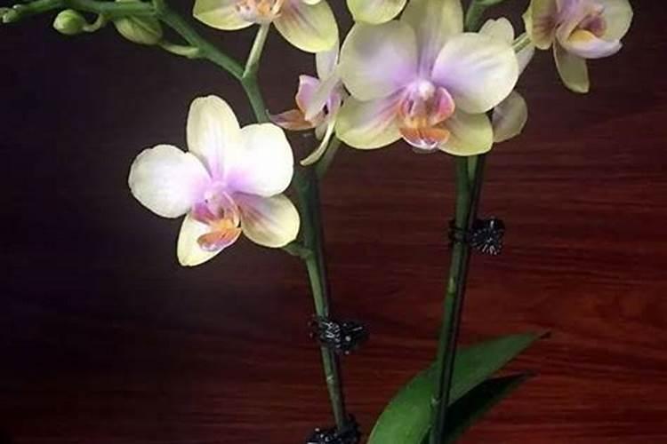 蝴蝶兰只长花剑不长花苞怎么办
