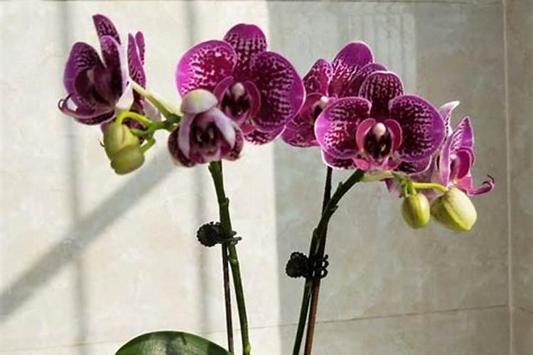 蝴蝶兰长花剑怎么施肥