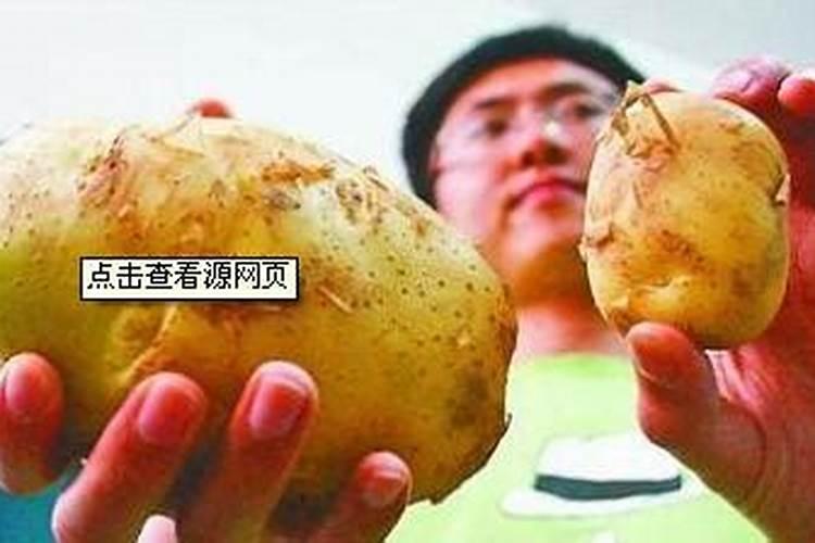 种植土豆用什么肥料最好