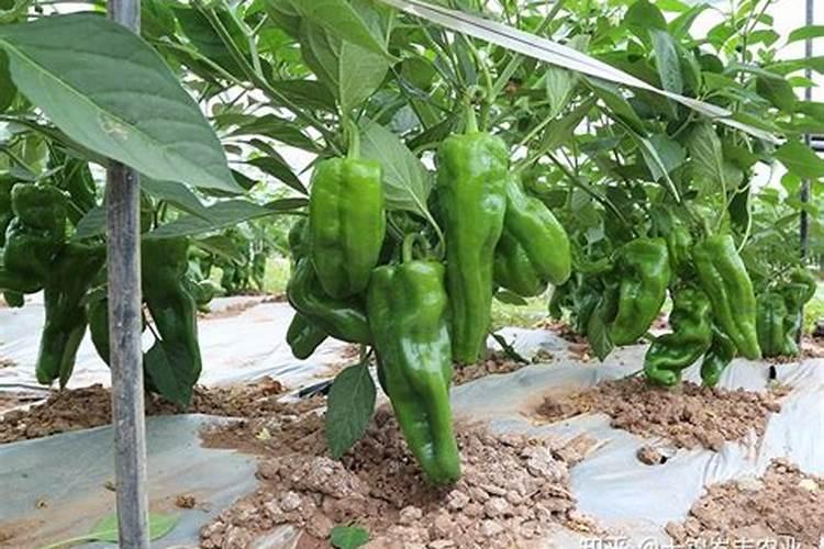 种植辣椒用什么肥料最好