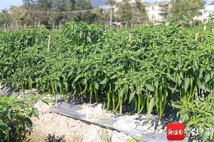 辣椒地打除草剂风大有的沾上了,嫩叶已经卷叶了,请问怎么办？