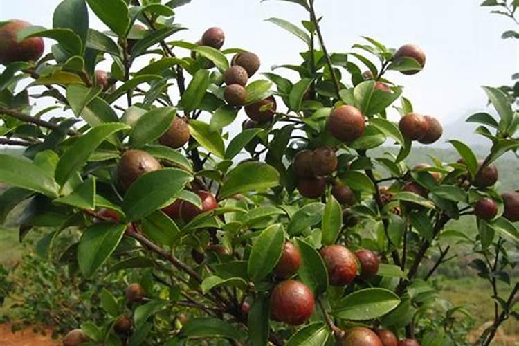 油茶树用什么肥料比较好