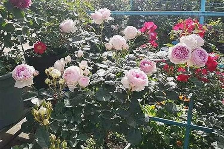 花卉肥料通用花肥 月季花最好的肥料