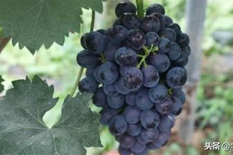 葡萄老叶变成黑褐色干枯的原因