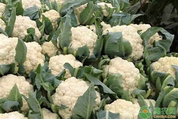 千里雪菜花如何种植 有哪些注意事项