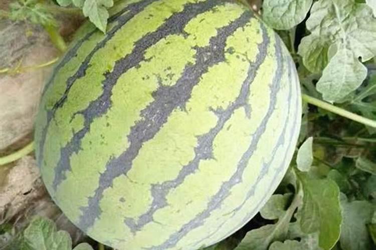 种西瓜需要什么底肥？每株需要多少肥料