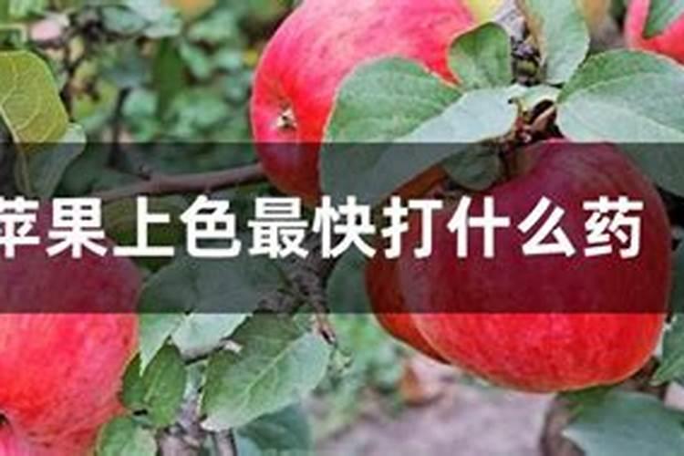 苹果专用叶面肥哪种好？叶面肥什么时候用好？叶面肥用根小子!
