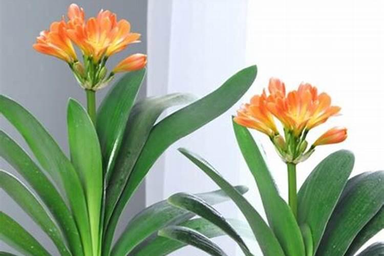 磷酸二氢钾能在冬天使用吗