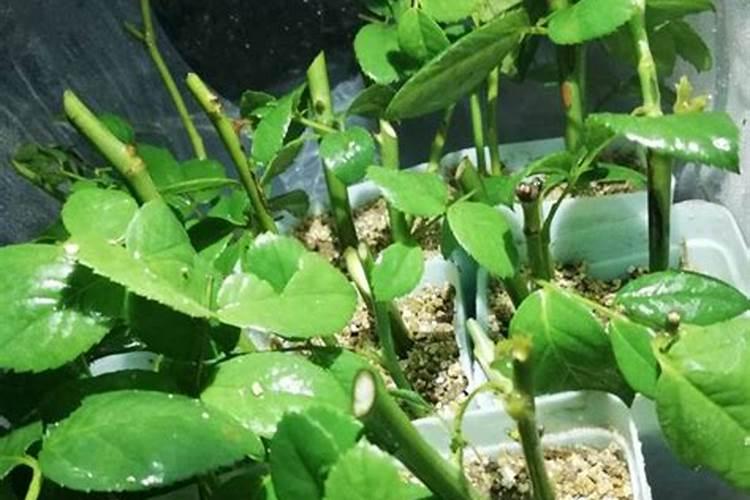 最适合茶花的3种酸性肥水