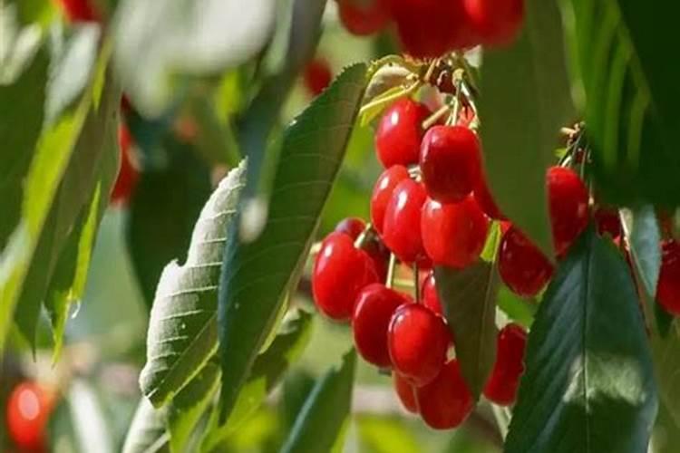 种草莓用什么肥料好呢