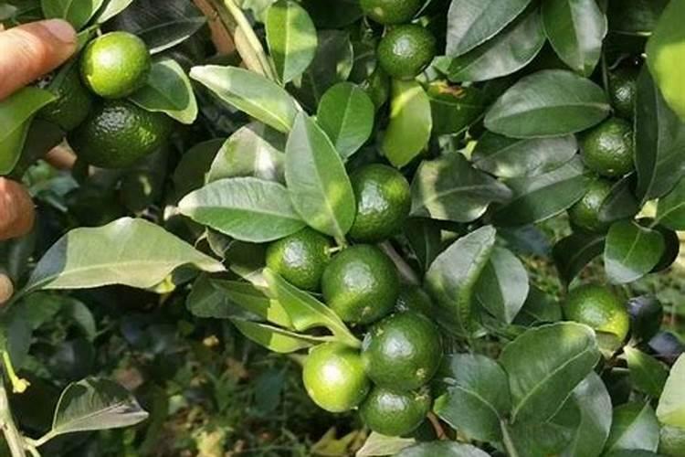 谁知道哪里可以买到“果味钾”这种药,补钾的药。