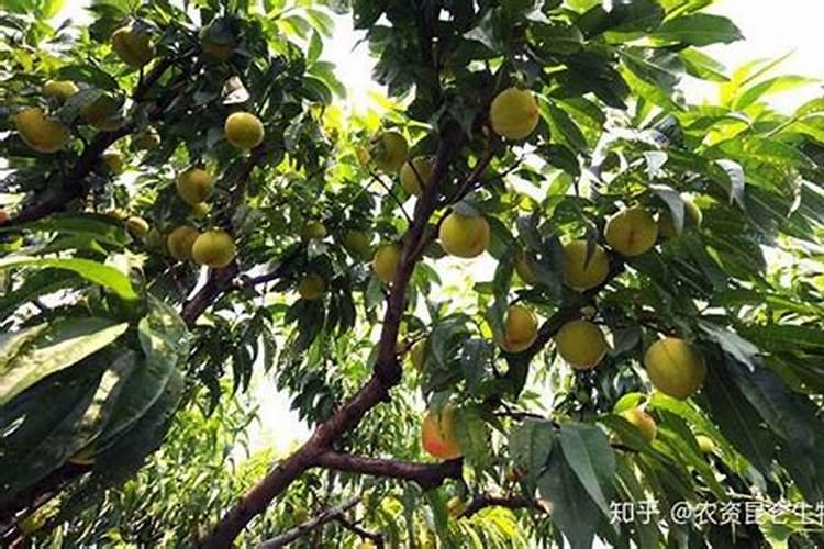 请问哪里能买到99.9999%的高纯金属钾呀？