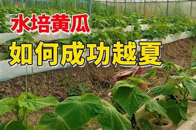 越夏黄瓜难管理,看这里!一种新技术搞定它