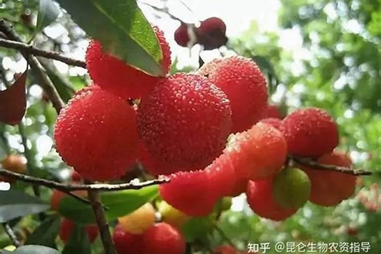 硼肥能增加杨梅种子的饱满度吗 硼肥属于什么肥