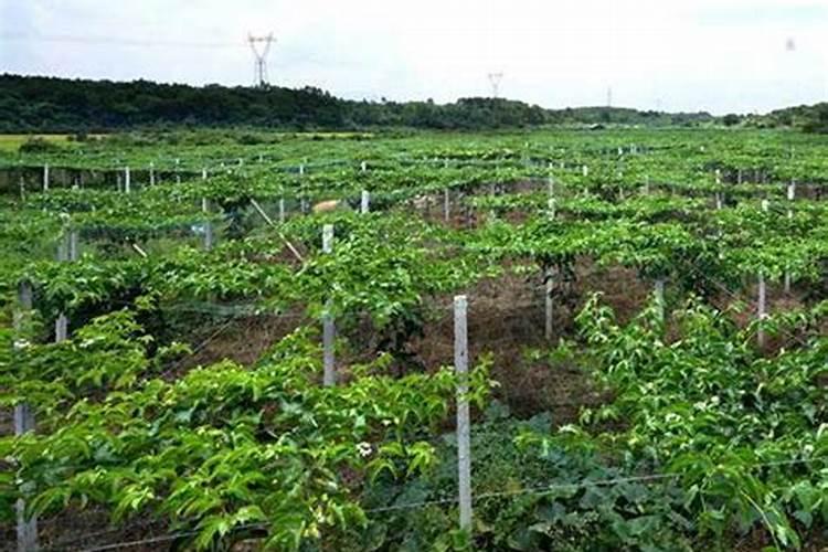 硫酸钾和黄腐酸钾这两种化肥那个肥效好