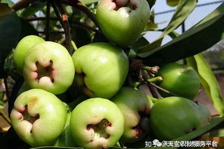莲雾开花后怎么追肥浇水