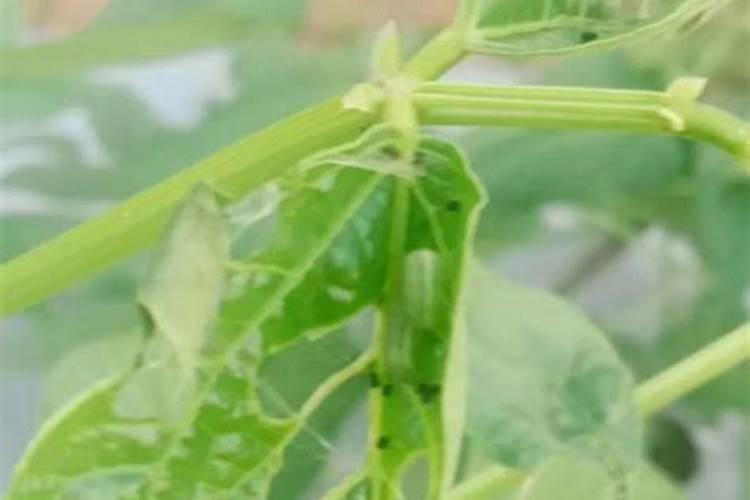 桃树结果后打什么药