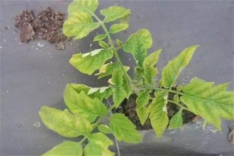 桃子成熟时腐烂怎么办